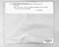 Psorotichia diffracta image